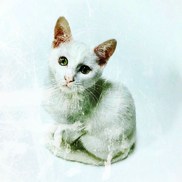 whiteonwhitecatscratch